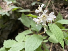 Philadelphus caucasicus