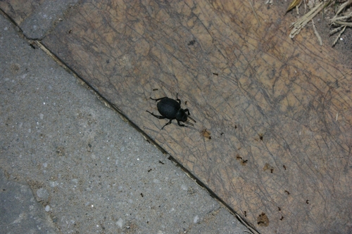 Pimelia ruida