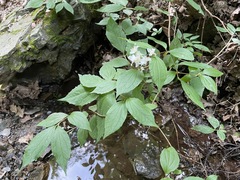 Philadelphus caucasicus