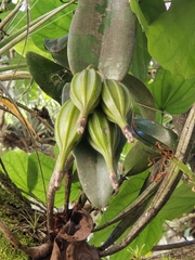Mormodes