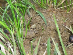 Pseudopaludicola falcipes