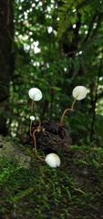Strobilurus conigenoides