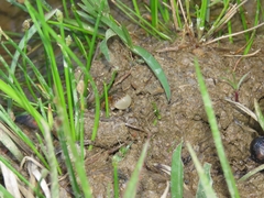 Pseudopaludicola falcipes