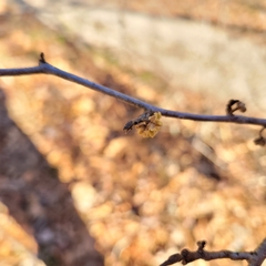 Hamamelis