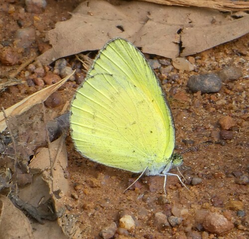 Broad-bordered Grass Yellow