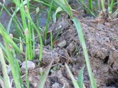 Pseudopaludicola falcipes