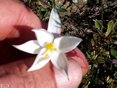 Cyanella alba