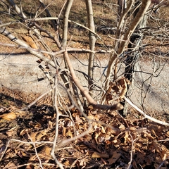 Hamamelis