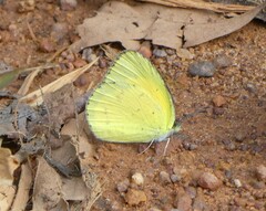 Eurema brigitta