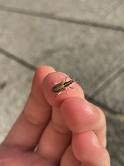 Charagmus gressorius