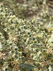 Ambrosia