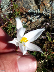 Cyanella alba