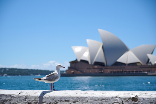 Silver Gull｜澳洲银鸥 参考照片