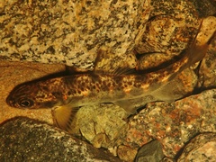 Salmo salar