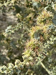 Ambrosia