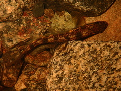 Salmo salar