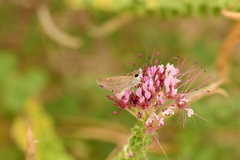 Lerodea eufala eufala