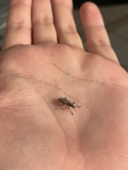 Charagmus gressorius