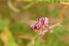 Lerodea eufala eufala