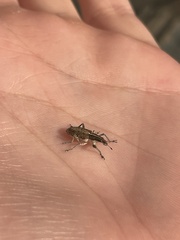 Charagmus gressorius