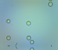 Laccaria ochropurpurea