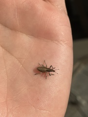 Charagmus gressorius