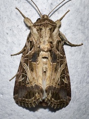 Spodoptera littoralis