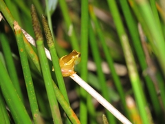 Dendropsophus elegans