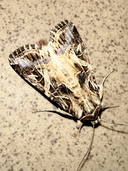 Spodoptera littoralis