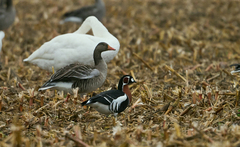 Branta ruficollis