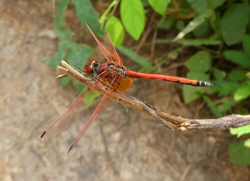 Red-veined Dropwing