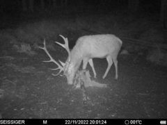 Cervus elaphus elaphus