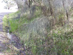 Allocasuarina verticillata