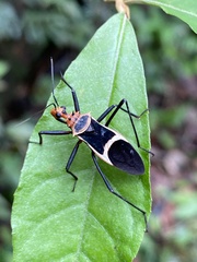 Zelurus circumcinctus