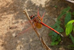 Trithemis arteriosa