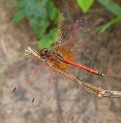 Trithemis arteriosa