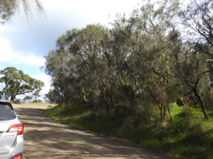 Allocasuarina verticillata