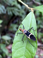 Zelurus circumcinctus