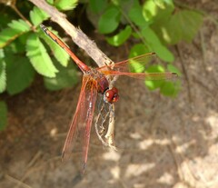 Trithemis arteriosa