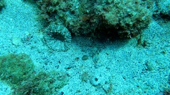 Actinostella flosculifera