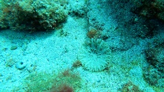 Actinostella flosculifera