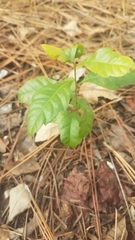 Morella caroliniensis