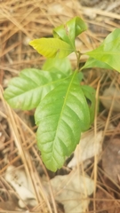 Morella caroliniensis