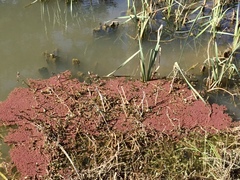 Azolla microphylla