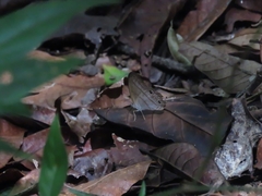 Amiga arnaca