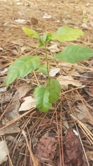 Morella caroliniensis