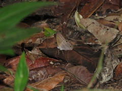 Amiga arnaca