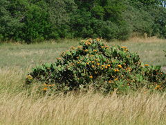 Opuntia megapotamica