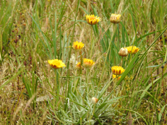 Leucochrysum albicans albicans