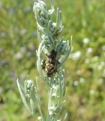 Cyphocleonus dealbatus